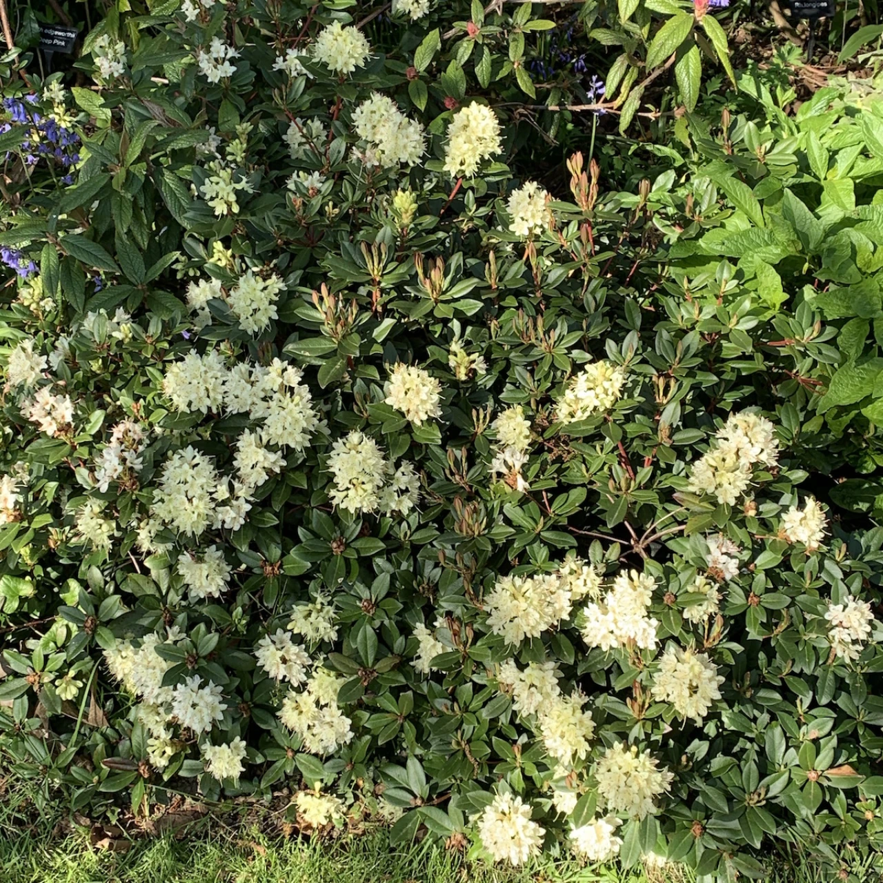 R. hanceanum Nanum Group 'Canton Consul' AM